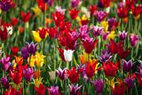 Multicolor tulips background