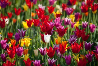Multicolor tulips background