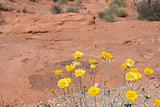 Spring in Valley of Fire Nevada