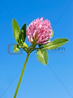 Clover flower against blue sky