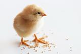 Little yellow chick eats millet and surprise looking