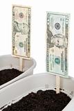 planting money for a better future