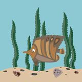 brown fish