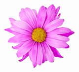 Purple Flower - Photo Object