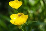 Spider over yellow flower