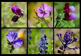 Collage of blue and violet flowers of spring