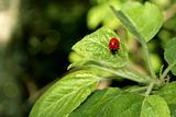 ladybug on the foliage