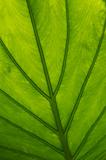 Backlit Green Leaf