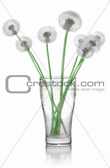 Dandelions in a glass