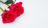 Two pink roses on light background