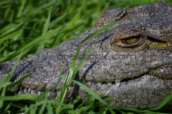 Nile crocodile closeup
