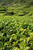 Fresh Tea Leaves -  Malaysia