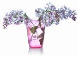 Lilacs in a glass