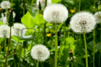 white dandelion