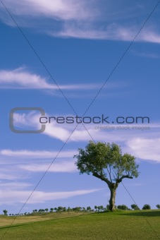 Lonely trees 2