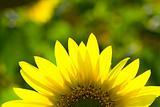 sunflower 7