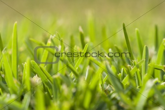 grass perspective (soft focus)