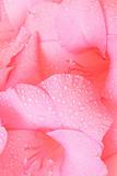 beautiful pink gladiolus