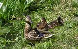 Mallard duck with ducklings