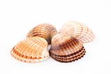 Four shells