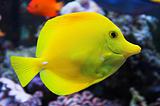 Yellow Tang fish with coral background