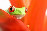 red-eyed tree frog on plant