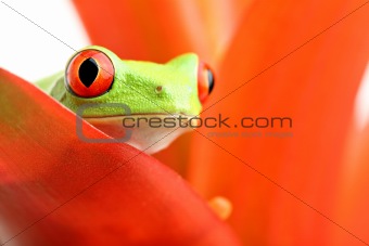 red-eyed tree frog on plant