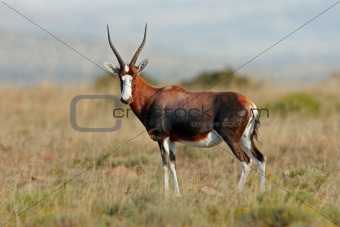 Blesbok antelope 