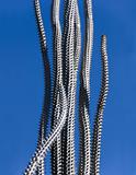 tall thin spiky cactus