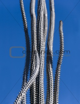 tall thin spiky cactus