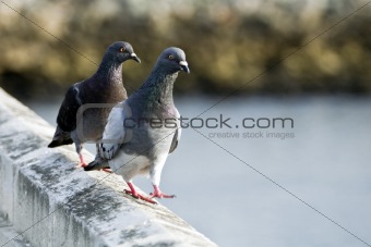 Two Pigeons Walking