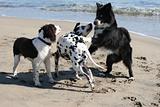 3 dogs playing
