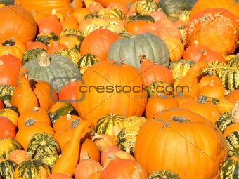 Pumpkin background