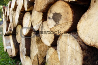 pile of Wood