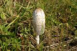 white mushroom (Coprinus comatus)