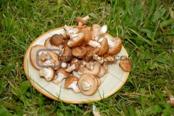 Mushrooms on the plate