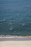Seagulls flying at beach.