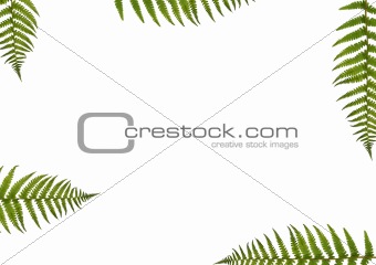 Fern Abstract