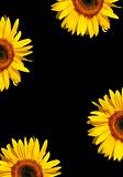 Sunflowers on Black