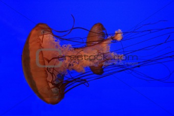 A couple of medusas in the water