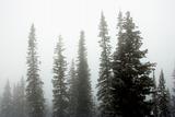 Pine trees in fog.