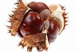 horse chestnut