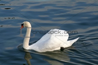 Swimming swan