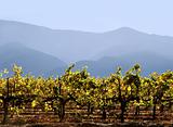 California winery