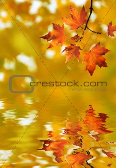red maple leaves on yellow background