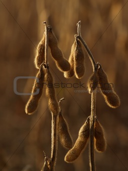 Dried Soybeans Backlit in Field, Autumn