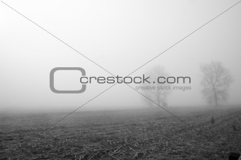 Harvested Cornfield in Fog