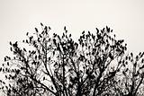 Tree with birds