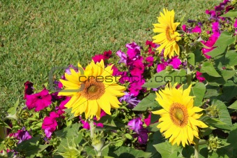 flower bed with sunflowers and petunias