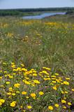 meadow of yellow flowers